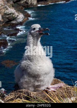 Schwarzbrauenalbatros, Thalassarche melanophris, brütet auf West Point Island, Falkland Islands Stockfoto