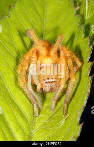 Abzeichen Huntsman Spider, Neosparassus sp. Möglicherweise Neosparassus diana. Coffs Harbour, NSW, Australien Stockfoto