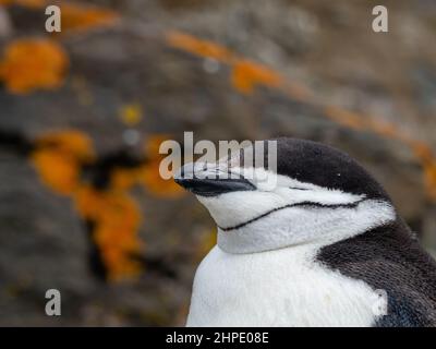 Chinstrap Pinguin, Pygoscelis antarktis, Hannah Point, Südshetland-Inseln, Antarktis Stockfoto