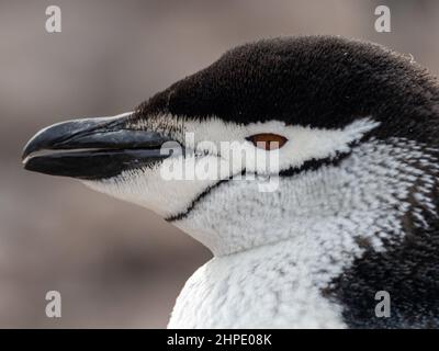 Chinstrap Pinguin, Pygoscelis antarktis, Hannah Point, Südshetland-Inseln, Antarktis Stockfoto