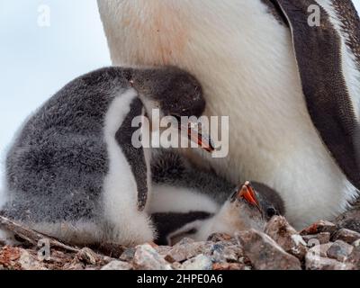 Gentoo Penguin, Pygoscelis papua, mit Küken im Neko Harbour, Antarktis Stockfoto