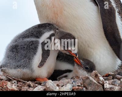 Gentoo Penguin, Pygoscelis papua, mit Küken im Neko Harbour, Antarktis Stockfoto