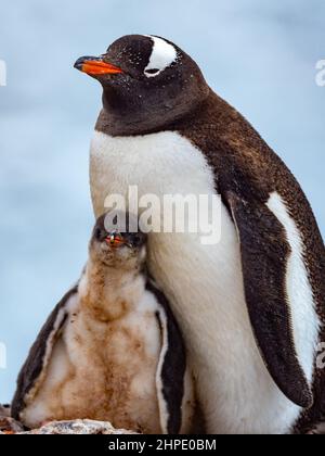 Gentoo Penguin, Pygoscelis papua, mit Küken im Neko Harbour, Antarktis Stockfoto