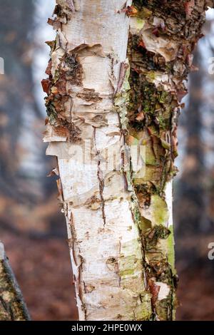 Blätternde Rinde an einem regnerischen und nebligen Tag auf einem Baum Stockfoto