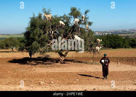 Ziegenhirten, die eine kleine Ziege und ein Argan Baum mit Ziegen im Hintergrund Stockfoto