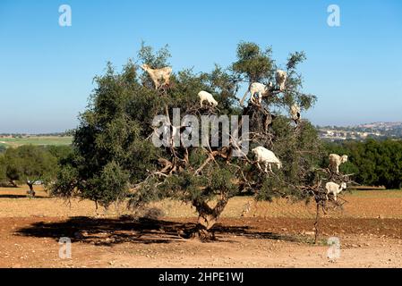 Ziegen essen Arganfrüchte vom Baum Stockfoto