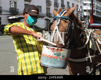 Manila, Philippinen. 18th. Februar 2022. Ein Kutscher mittleren Alters füttert sein Pferd in Manila. Kredit: SOPA Images Limited/Alamy Live Nachrichten Stockfoto