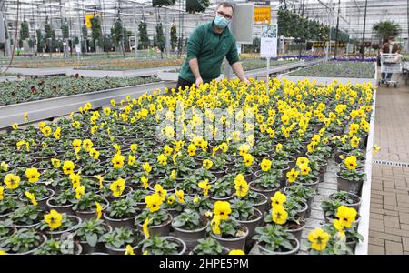 Rostock, Deutschland. 18th. Februar 2022. Nico Ewert, Mitarbeiter, kümmert sich um blühende Stiefmütterchen im Grönfingers Gartencenter. Die Nachfrage nach bunten Frühblühern wächst in dieser Grauzeit stetig, in den kommenden Wochen werden rund 250.000 Pflanzen angeboten. Quelle: Bernd Wüstneck/dpa-Zentralbild/ZB/dpa/Alamy Live News Stockfoto