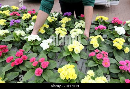 Rostock, Deutschland. 18th. Februar 2022. Nico Ewert, Mitarbeiter, kümmert sich im Gartencenter Grönfingers um blühende Primeln. Die Nachfrage nach bunten Frühblühern wächst in dieser Grauzeit stetig, in den kommenden Wochen werden rund 250.000 Pflanzen angeboten. Quelle: Bernd Wüstneck/dpa-Zentralbild/ZB/dpa/Alamy Live News Stockfoto