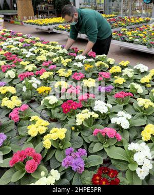 Rostock, Deutschland. 18th. Februar 2022. Nico Ewert, Mitarbeiter, kümmert sich um blühende Stiefmütterchen im Grönfingers Gartencenter. Die Nachfrage nach bunten Frühblühern wächst in dieser Grauzeit stetig, in den kommenden Wochen werden rund 250.000 Pflanzen angeboten. Quelle: Bernd Wüstneck/dpa-Zentralbild/ZB/dpa/Alamy Live News Stockfoto