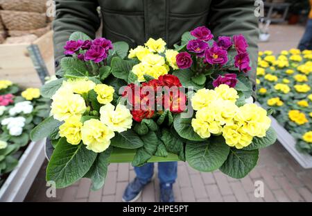 Rostock, Deutschland. 18th. Februar 2022. Blühende Primeln werden im Gartencenter Grönfingers zum Verkauf angeboten. Die Nachfrage nach bunten Frühblühern wächst in dieser Grauzeit stetig, in den kommenden Wochen werden rund 250.000 Pflanzen angeboten. Quelle: Bernd Wüstneck/dpa-Zentralbild/ZB/dpa/Alamy Live News Stockfoto