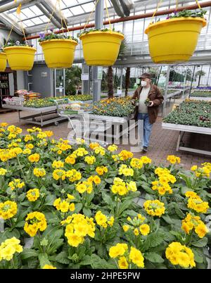 Rostock, Deutschland. 18th. Februar 2022. Ein Kunde kauft blühende Stiefmütterchen und Primeln im Grönfingers Gartencenter. Die Nachfrage nach bunten Frühblühern wächst in dieser Grauzeit stetig, in den kommenden Wochen werden rund 250.000 Pflanzen angeboten. Quelle: Bernd Wüstneck/dpa-Zentralbild/ZB/dpa/Alamy Live News Stockfoto