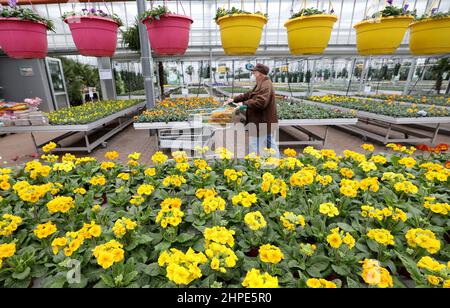 Rostock, Deutschland. 18th. Februar 2022. Ein Kunde kauft blühende Stiefmütterchen und Primeln im Grönfingers Gartencenter. Die Nachfrage nach bunten Frühblühern wächst in dieser Grauzeit stetig, in den kommenden Wochen werden rund 250.000 Pflanzen angeboten. Quelle: Bernd Wüstneck/dpa-Zentralbild/ZB/dpa/Alamy Live News Stockfoto