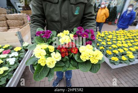 Rostock, Deutschland. 18th. Februar 2022. Blühende Primeln werden im Gartencenter Grönfingers zum Verkauf angeboten. Die Nachfrage nach bunten Frühblühern wächst in dieser Grauzeit stetig, und in den kommenden Wochen werden rund 250.000 Pflanzen in Grönfingers verkauft. Quelle: Bernd Wüstneck/dpa-Zentralbild/ZB/dpa/Alamy Live News Stockfoto