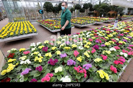 Rostock, Deutschland. 18th. Februar 2022. Nico Ewert, Mitarbeiter, geht im Gartencenter Grönfingers zwischen blühenden Primeln entlang. Die Nachfrage nach bunten Frühblühern wächst in dieser Grauzeit stetig; in den kommenden Wochen werden rund 250.000 Pflanzen angeboten. Quelle: Bernd Wüstneck/dpa-Zentralbild/ZB/dpa/Alamy Live News Stockfoto