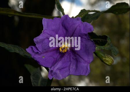 Ich habe noch nie ein Känguru gesehen, das die Früchte dieses Busches aß - aber es heißt Kangaroo Apple (Solanum laciniatum). Sehr häufig in Victoria, Australien. Stockfoto