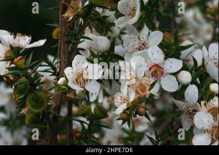 Der stachelige Teebaum (Leptospermum Continentale) macht immer ein hübsches Foto - und das ist wirklich üblich. Gefunden im Baluk Willam Reserve in Belgrave South. Stockfoto