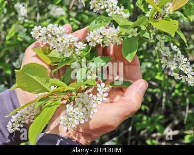Frühlingsblumen, eine sorgfältige Berührung der Hände der Männer zu blühenden Vogelkirschblüten. Stockfoto