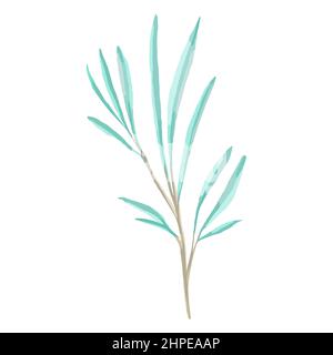 Handgezeichneter Vektor Aquarell Eukalyptus Zweig. Element für die Gestaltung von Hochzeitseinladungen. Stock Vektor
