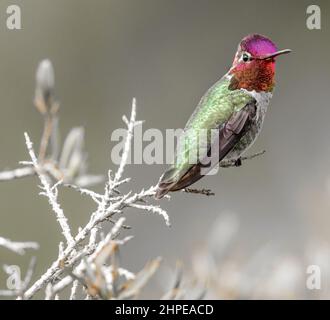 Annas Kolibri erwachsenes Männchen, das auf Pflanzenstämmen bunter. Santa Cruz, Kalifornien, USA. Stockfoto