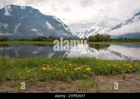 Wunderschöne Sommerlandschaft mit einem See, Bäumen, Bergen in den Wolken, Reflexen und gelben Kamillenblüten (Doronicum altaicum) an einem sandigen Ufer Stockfoto