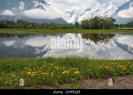 Wunderschöne Sommerlandschaft mit einem See, Bäumen, Bergen in den Wolken, Reflexen und gelben Kamillenblüten (Doronicum altaicum) an einem sandigen Ufer Stockfoto