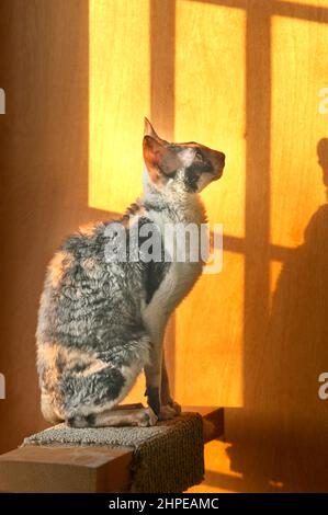 Cornish Rex weibliche Calico Show Katze genießt es, in der Sonne zu sitzen, wenn es untergeht Stockfoto