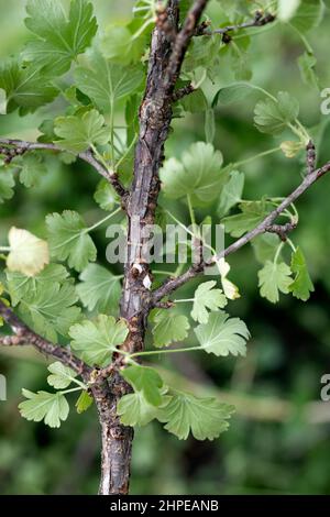 Makrofotografie von Diaspididae Insekten saugen Pflanze. Gepanzertes Insekt an befallenen Pflanzen. Stockfoto