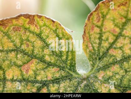 Sichtbare Spinnweben, Eier, Exkremente und Spinnmilben auf gelb infizierten Gurkenblättern, selektives Foto. Stockfoto