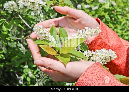 Eine sorgfältige Berührung der Hände der Frauen mit blühenden Vogelkirschblüten. Stockfoto