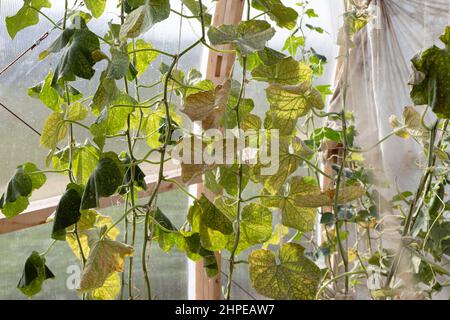 Rotspinnen-Milbe Tetranychus urticae Schädling vieler Pflanzen auf Gurke. Stockfoto