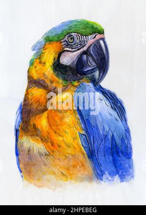 Papageienporträt. Grafik Aquarellillustration. Handgezeichnetes Tier auf Weiß Stockfoto