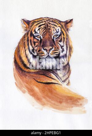 Tiger-Porträt. Grafik Aquarellillustration. Handgezeichnetes Tier auf Weiß Stockfoto