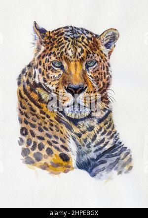 Leopardenporträt. Grafik Aquarellillustration. Handgezeichnetes Tier auf Weiß Stockfoto