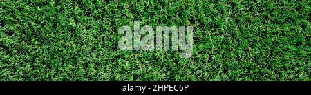 Grünes Gras Textur Hintergrund, Kunstrasen im Stadion, Astroturf für das Spielen von Sportspiel Stockfoto