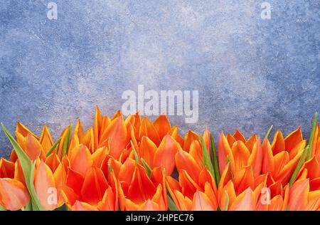 Orangefarbene Tulpen umrandend auf blauem Beton-Hintergrund. Muttertag, Valentinstag, Geburtstagskonzept Stockfoto