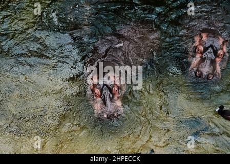 Nilpferd schwimmt im Fluss, afrikanisches Nilpferd Stockfoto