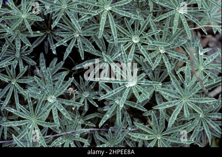 Lupine (Lupinus sp.) verlässt nach Regen Stockfoto