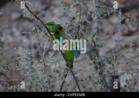 Nahaufnahme von zwei grün-rosigen Papageien mit Lovebird-Gesicht in Südafrika Stockfoto