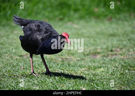 Purple Swamphen oder Pukeko, lehnen sich an einem sonnigen Sommernachmittag in einer hell erleuchteten Rasenfläche nach vorne Stockfoto