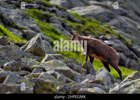 Gämsen, Rupicapra rupicapra tatranica, auf dem felsigen Hügel, Stein im Hintergrund, Vysoke Tatry NP, Slowakei. Wildtierszene mit Horntier, endemischer ra Stockfoto