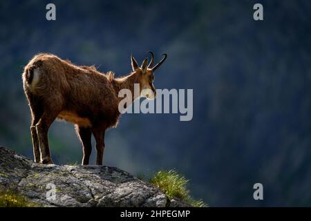 Gämsen, Rupicapra rupicapra tatranica, auf dem felsigen Hügel, Stein im Hintergrund, Vysoke Tatry NP, Slowakei. Wildtierszene mit Horntier, endemischer ra Stockfoto