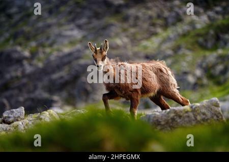 Gämsen, Rupicapra rupicapra tatranica, auf dem felsigen Hügel, Stein im Hintergrund, Vysoke Tatry NP, Slowakei. Wildtierszene mit Horntier, endemischer ra Stockfoto