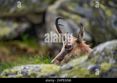 Gämsen, Rupicapra rupicapra tatranica, auf dem felsigen Hügel, Stein im Hintergrund, Vysoke Tatry NP, Slowakei. Wildtierszene mit Horntier, endemischer ra Stockfoto