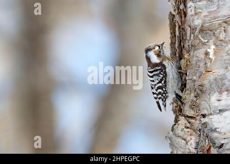 Japanischer Zwergspecht, Dendrocopos kizuki, kleiner Vogel auf der Birke im Winterwald. Zwergspecht im Naturlebensraum, Hokkaido, Ja Stockfoto