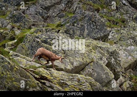 Gämsen, Rupicapra rupicapra tatranica, auf dem felsigen Hügel, Stein im Hintergrund, Vysoke Tatry NP, Slowakei. Wildtierszene mit Horntier, endemischer ra Stockfoto