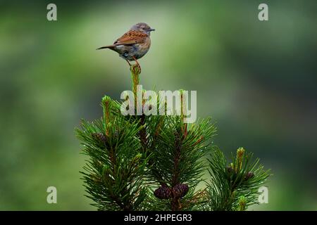 Dunnock, Prunella modularis, kleine Singvögel, im gesamten gemäßigten Europa und im asiatischen Russland zu finden. Vogel sitzt auf der Spitze der Kiefer mit Kegel.Dun Stockfoto