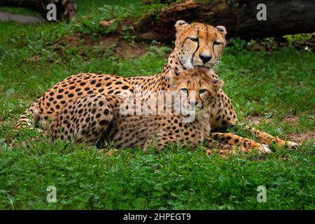 Gepard, Mutter und Junge. Cheetah, Porträt von niedlichen jungen Babe. Nahaufnahme des jungen Fellmantels. Schnellstes Säugetier des Landes, Kgalagadi, Botswana. Wil Stockfoto