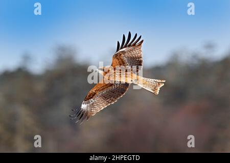 Greifvögel im Flug. Schwarzer Drachen, Milvus migrans am Himmel im Winter. Vogel auf der verschneiten Wiese. Weißer Himmel, Wildtiere aus Japan. Stockfoto