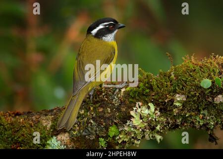 Buschtanager mit Sooty-capped, Chlorospingus pileatus, kleiner Singvögel, endemischer, gebietsansässiger Züchter im Hochland von Costa Rica und im Westen von Panama. T Stockfoto